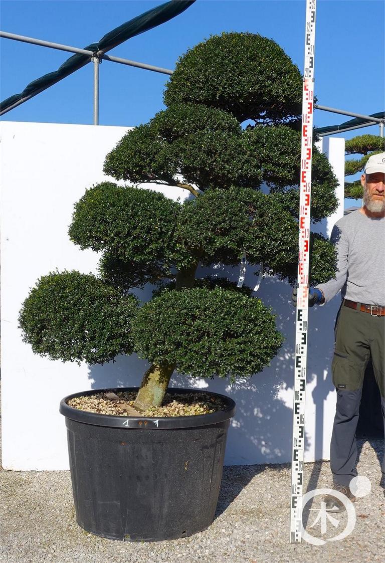 Ilex crenata Bonsai