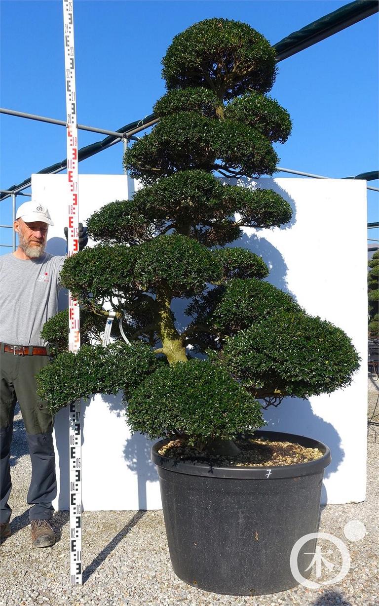Ilex crenata Bonsai