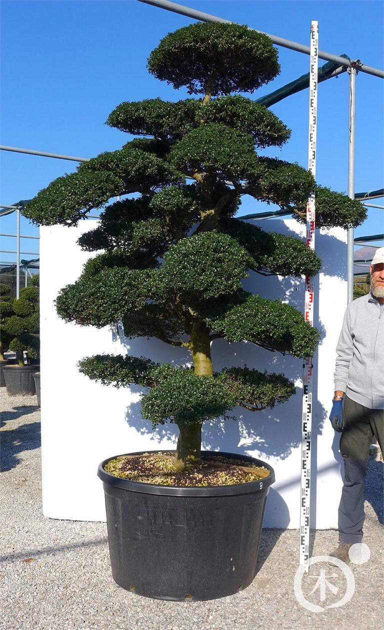 Ilex crenata Bonsai