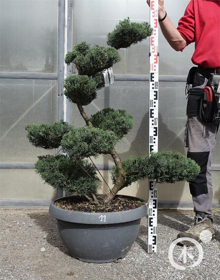 Juniperus chinensis Bonsai