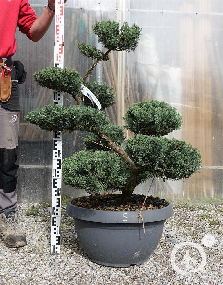 Juniperus chinensis Bonsai