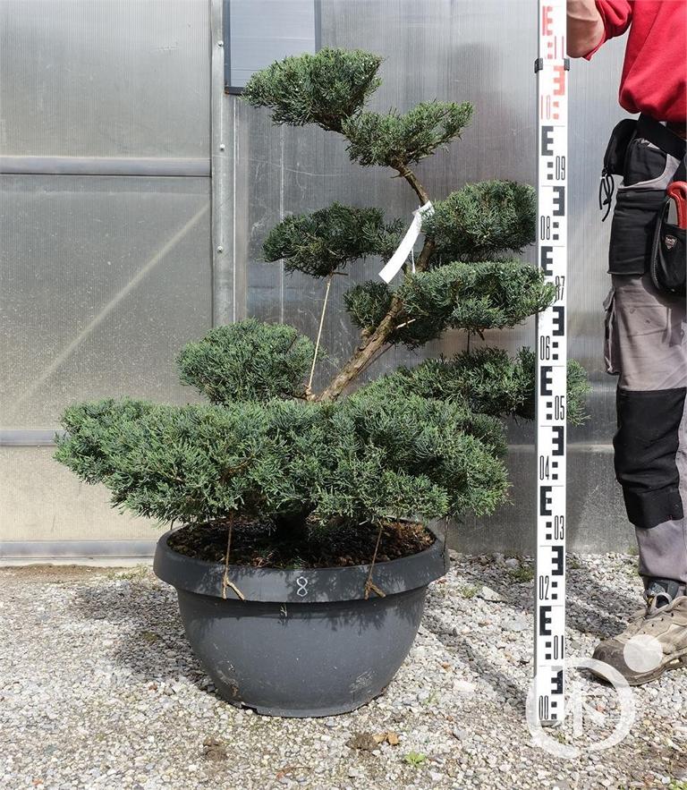 Juniperus chinensis Bonsai