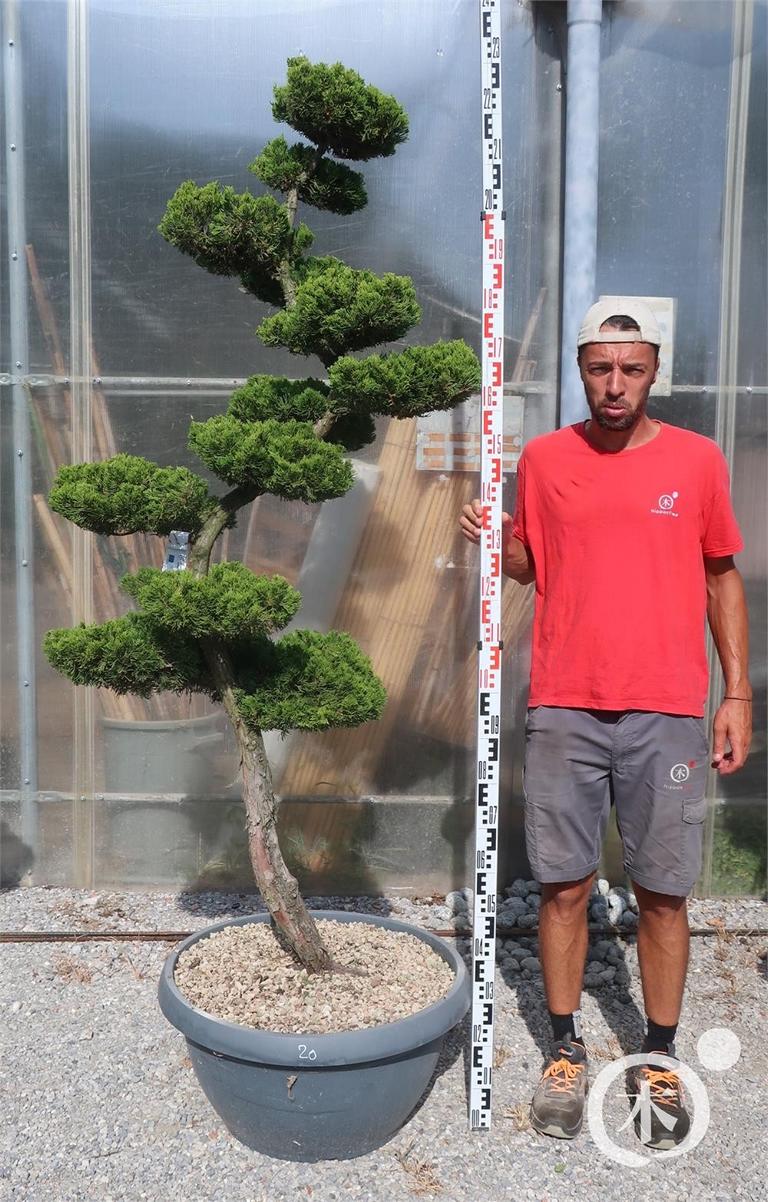 Juniperus chinensis Bonsai