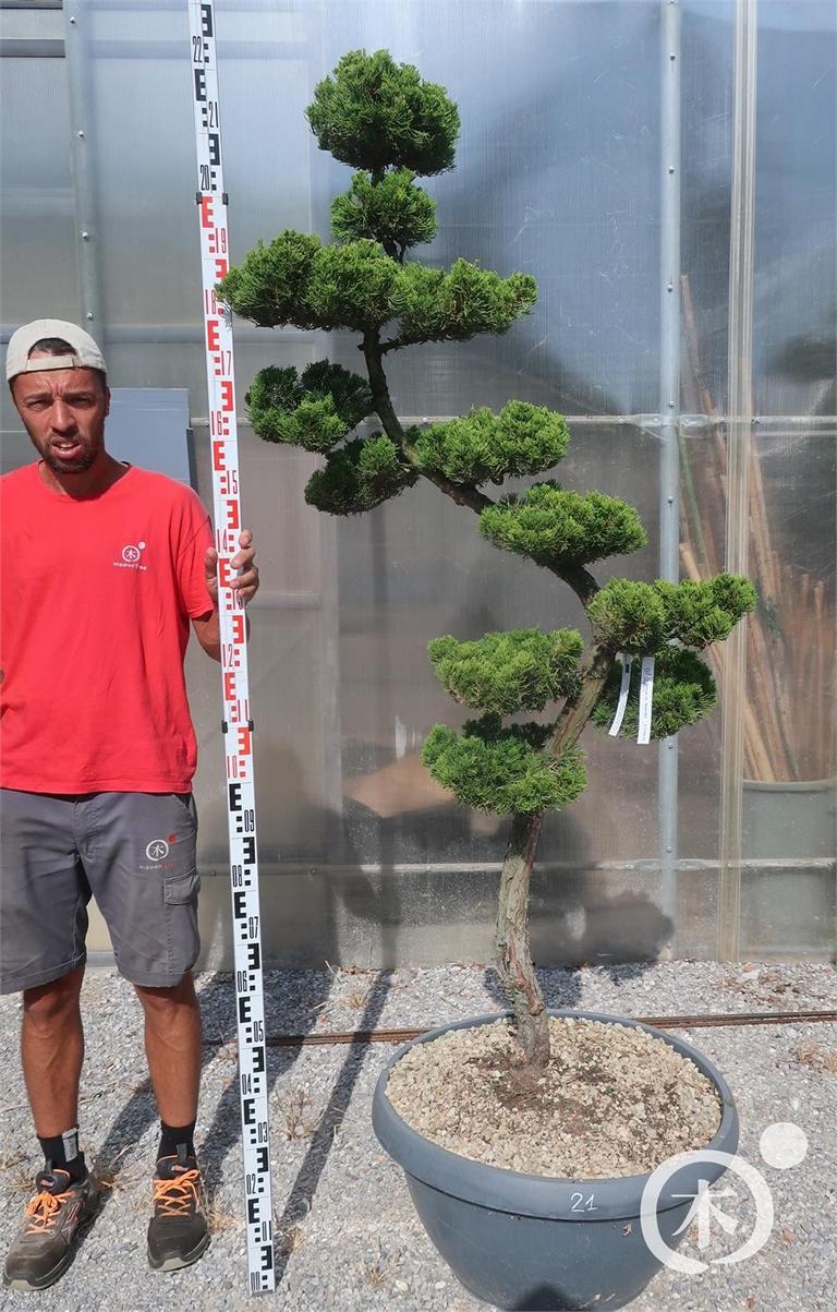Juniperus chinensis Bonsai