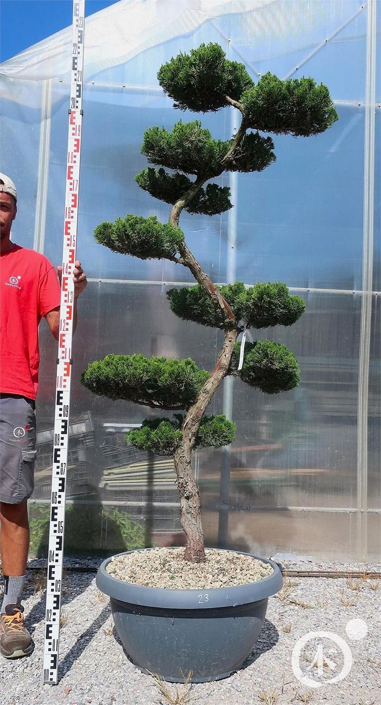 Juniperus chinensis Bonsai