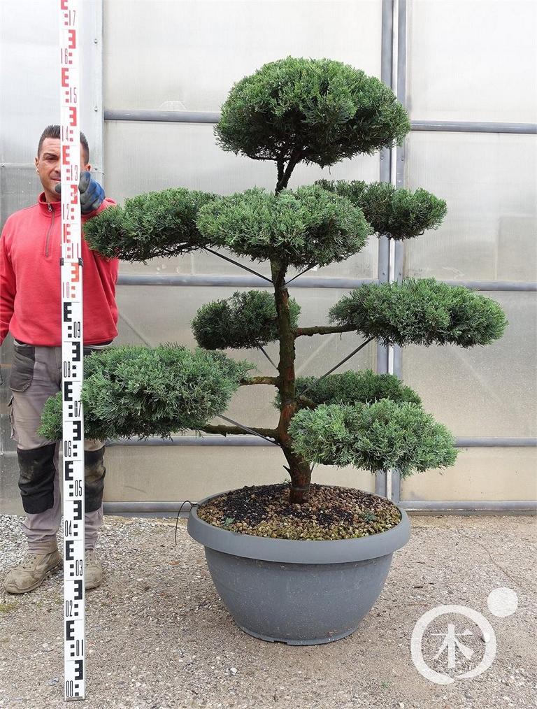 Juniperus chinensis Bonsai