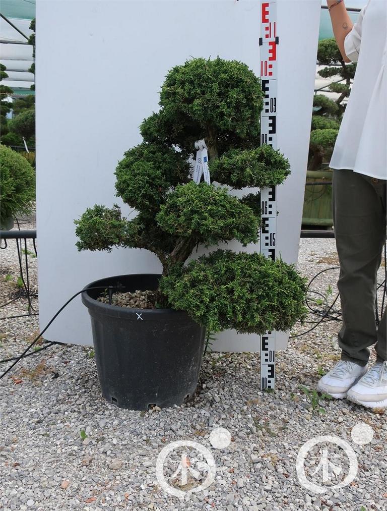 Juniperus chinensis Bonsai