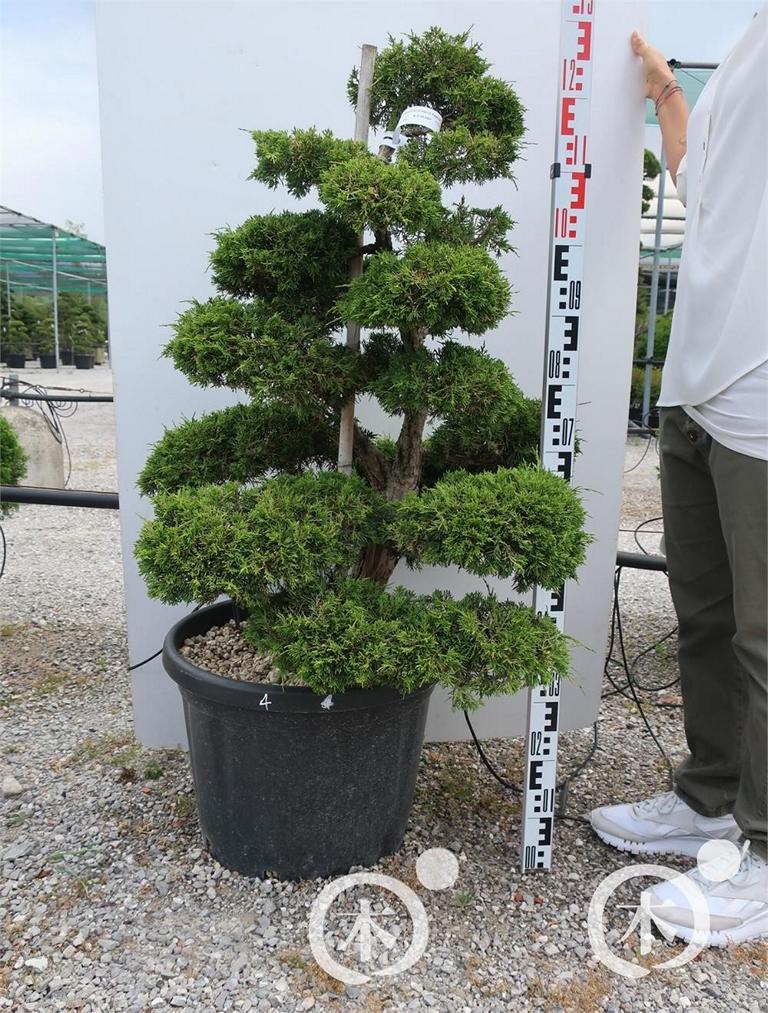 Juniperus chinensis Bonsai