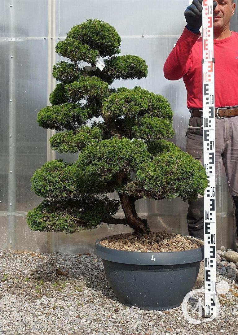 Juniperus chinensis Bonsai