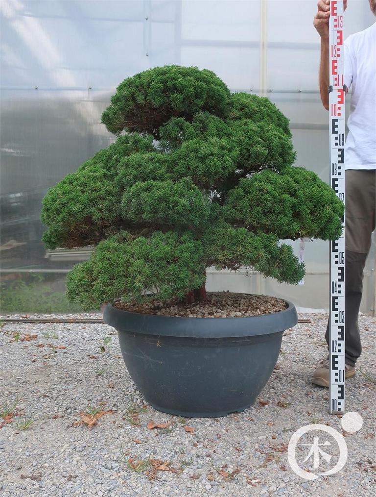 Juniperus chinensis Bonsai