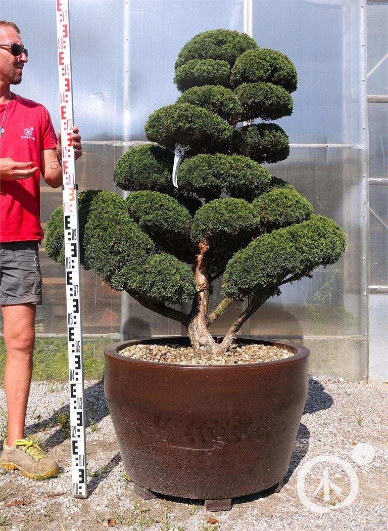 Juniperus chinensis Bonsai