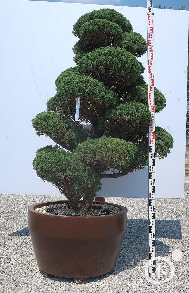 Juniperus chinensis Bonsai