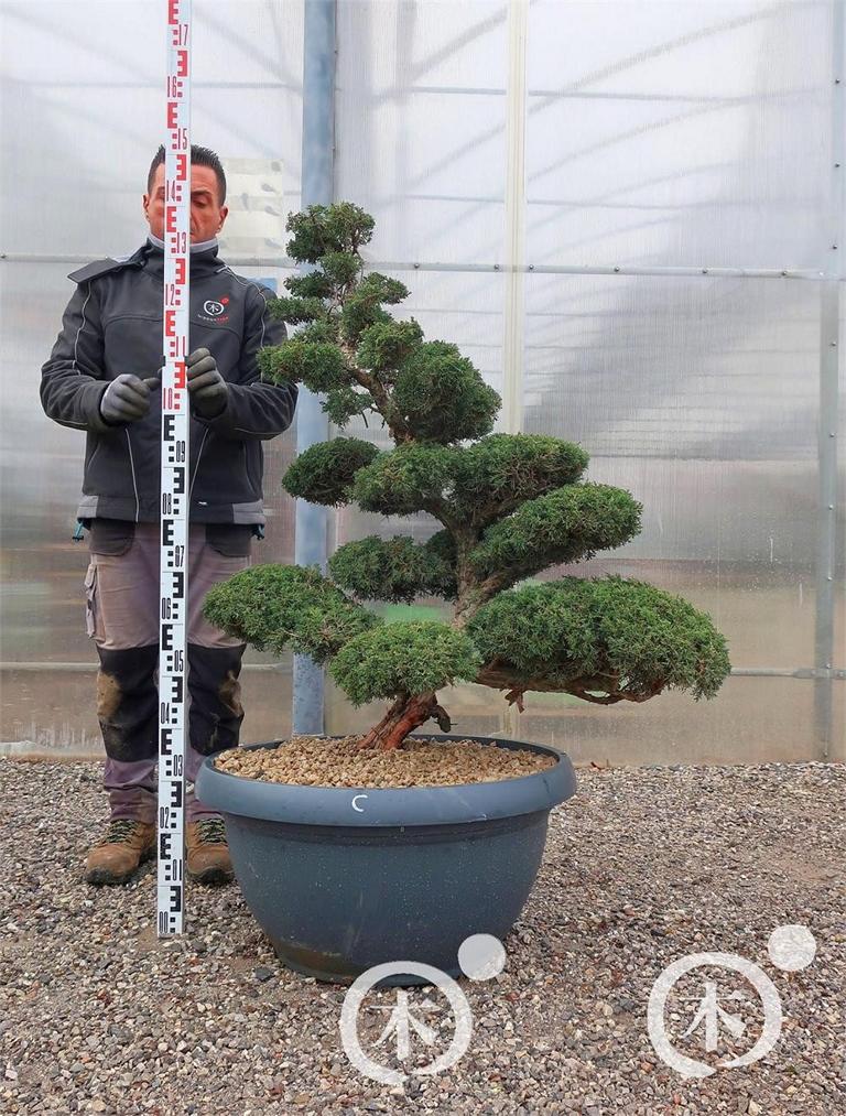 Juniperus chinensis Bonsai
