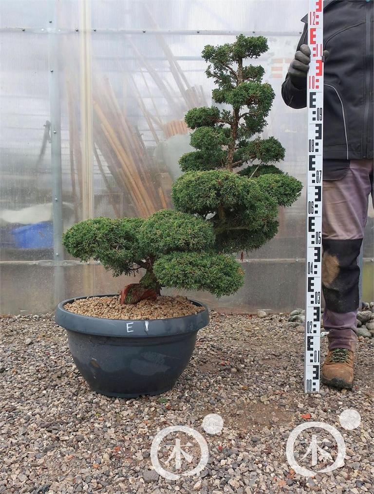 Juniperus chinensis Bonsai