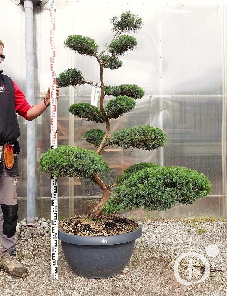 Juniperus chinensis Bonsai