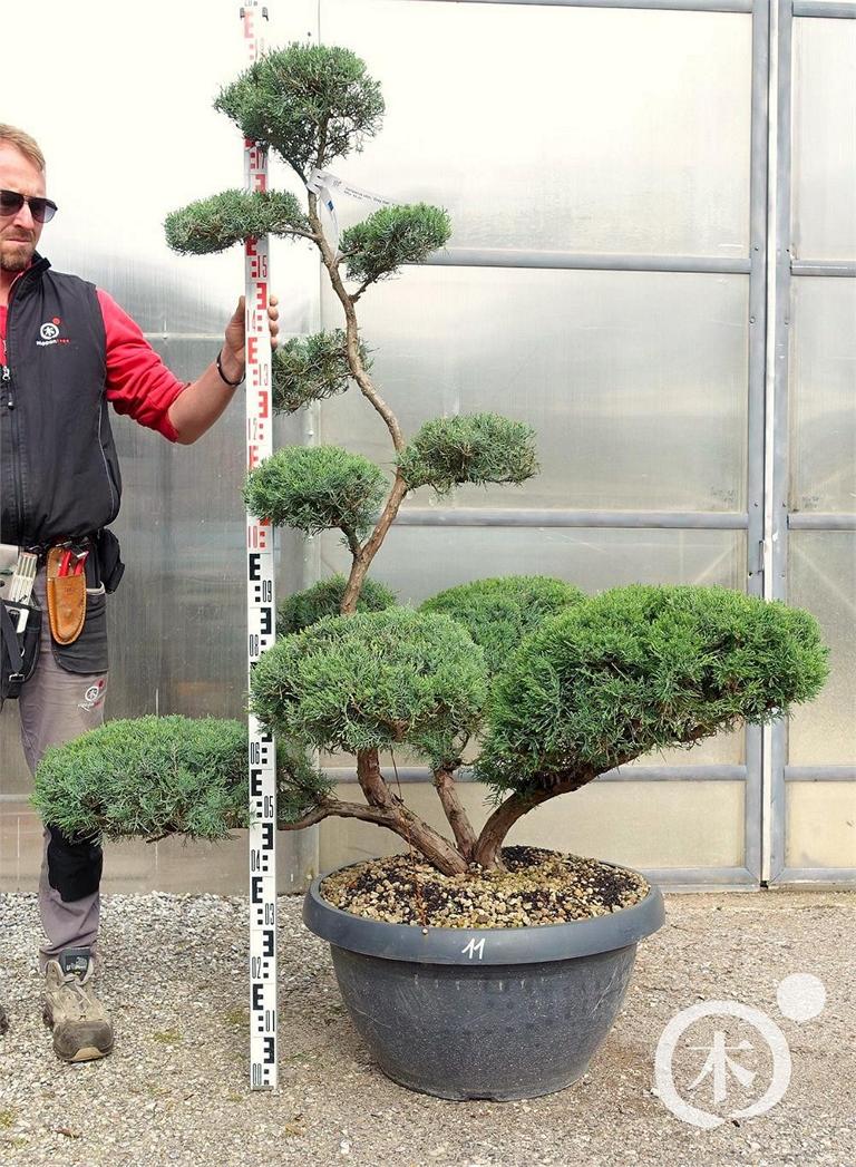 Juniperus chinensis Bonsai