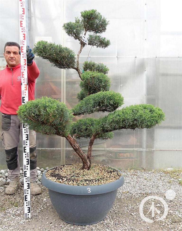 Juniperus chinensis Bonsai