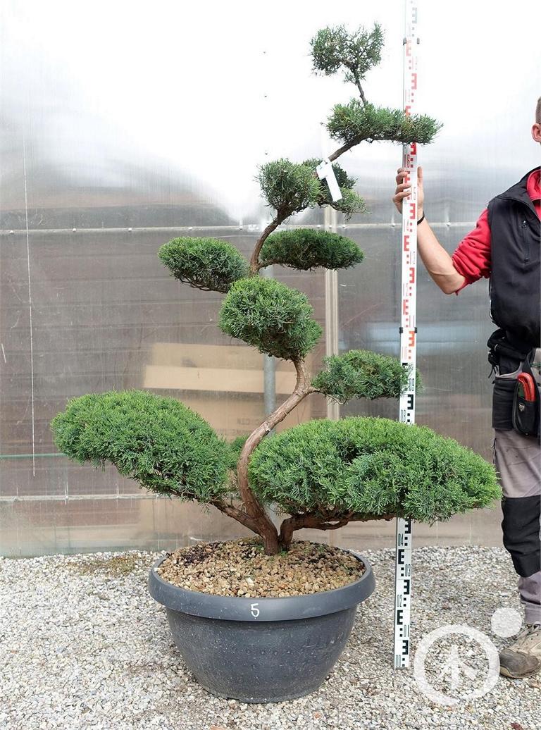 Juniperus chinensis Bonsai