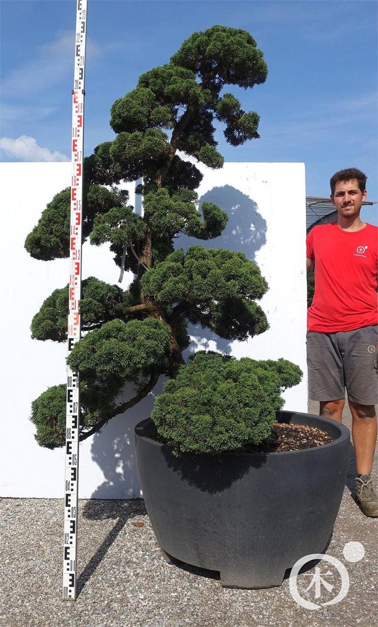 Juniperus chinensis Bonsai