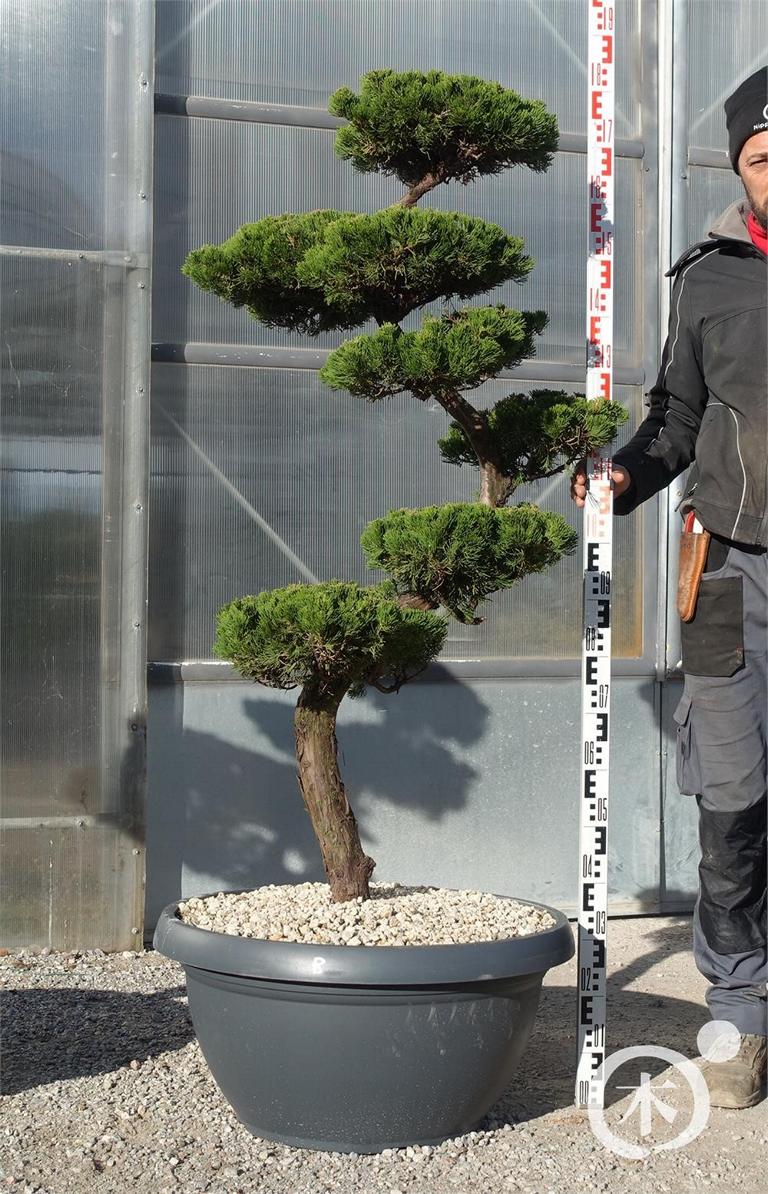 Juniperus chinensis Bonsai