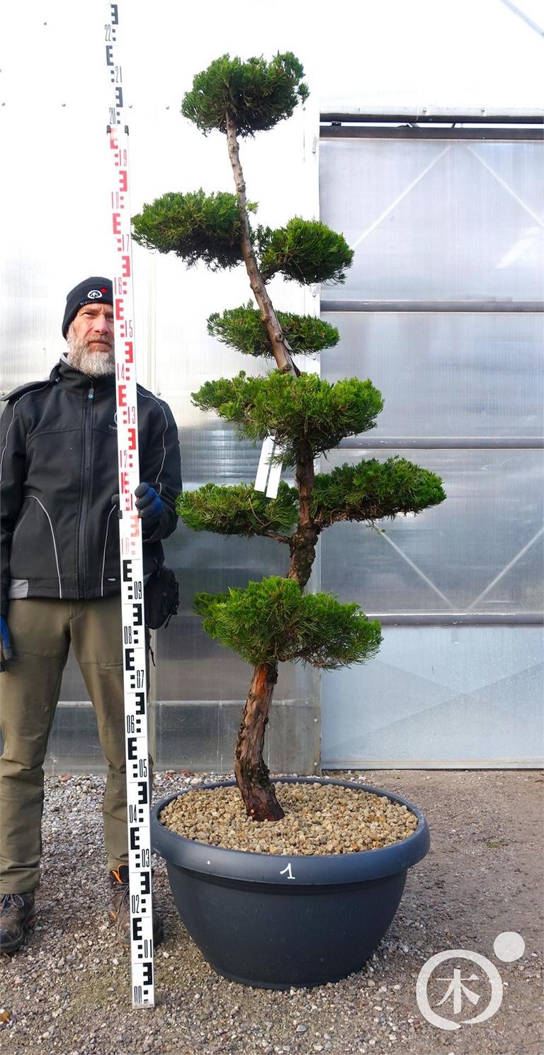 Juniperus chinensis Bonsai