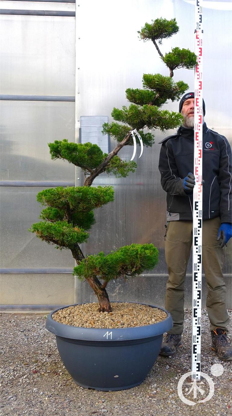 Juniperus chinensis Bonsai