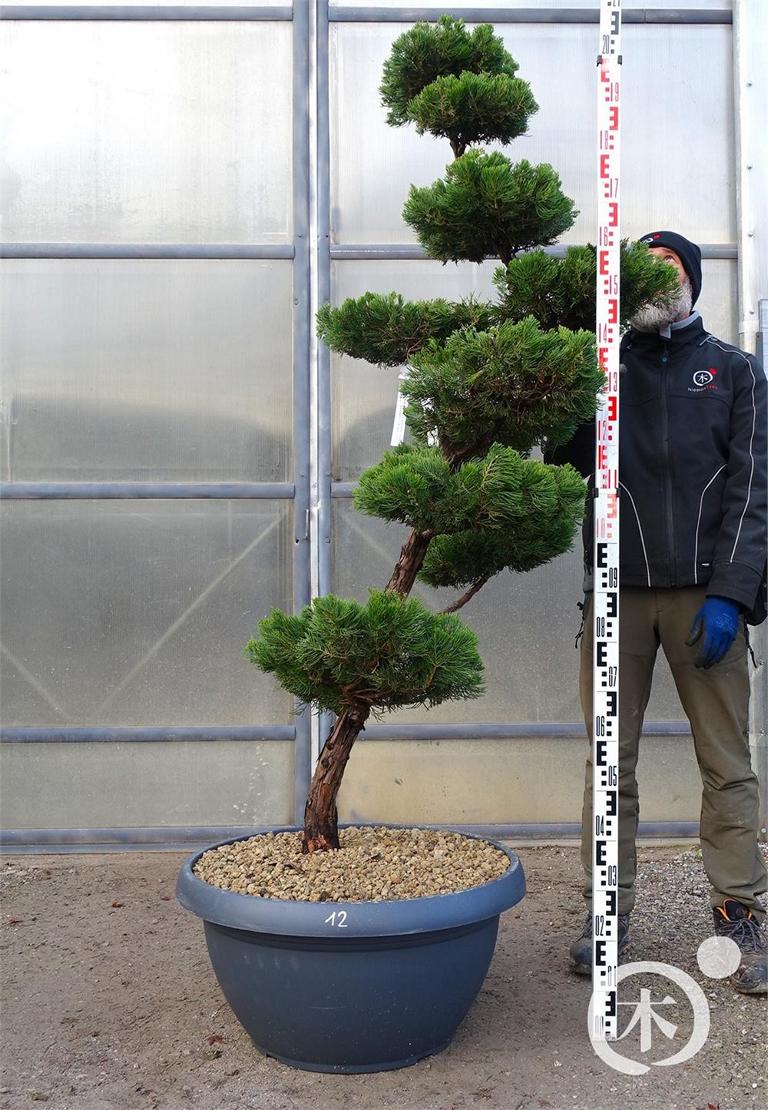 Juniperus chinensis Bonsai