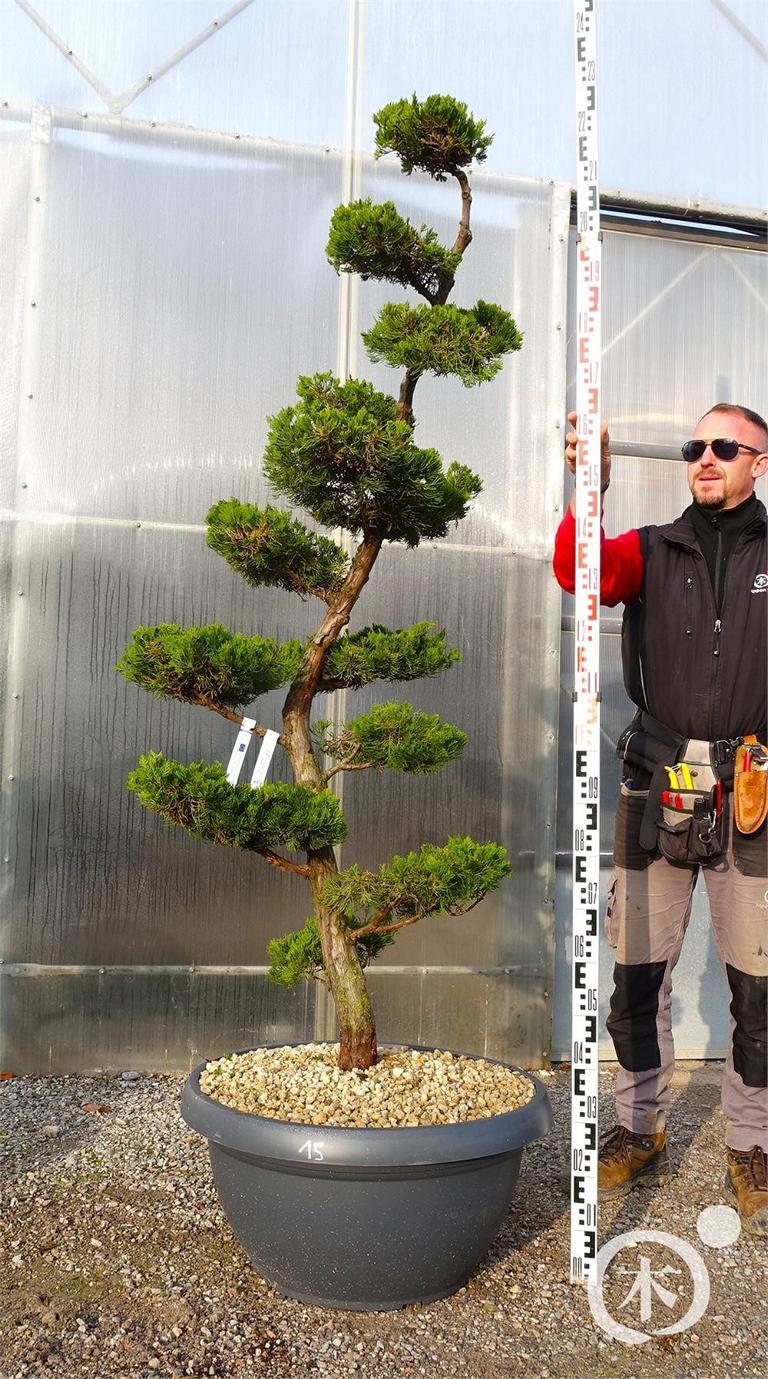 Juniperus chinensis Bonsai