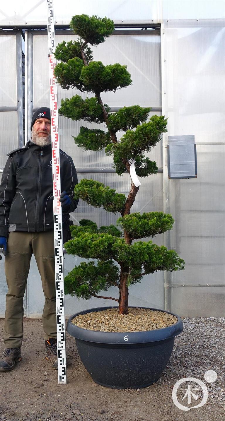 Juniperus chinensis Bonsai