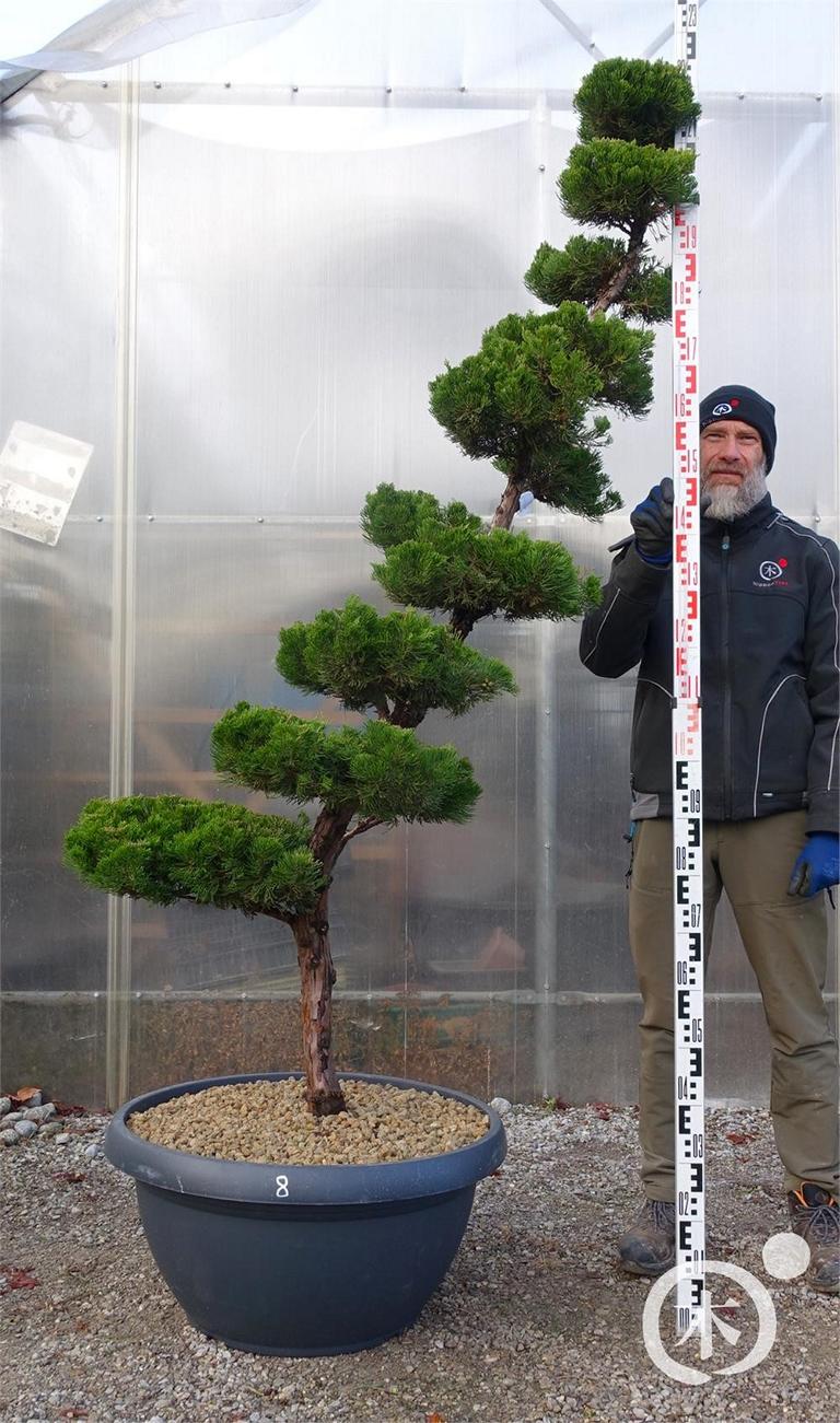 Juniperus chinensis Bonsai