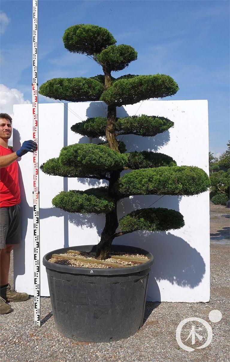 Juniperus chinensis Bonsai
