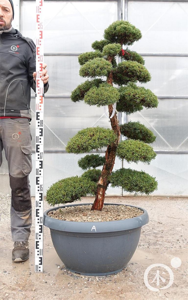 Juniperus chinensis Bonsai