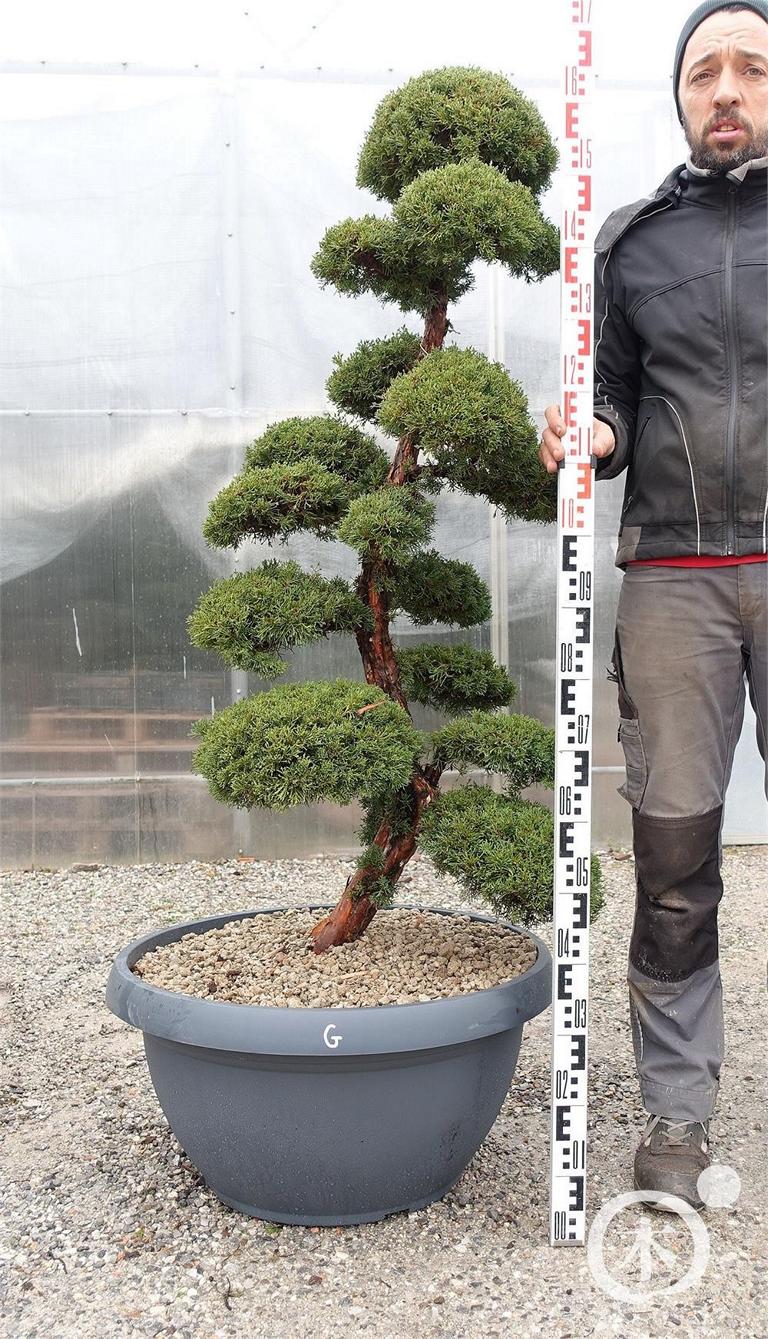Juniperus chinensis Bonsai
