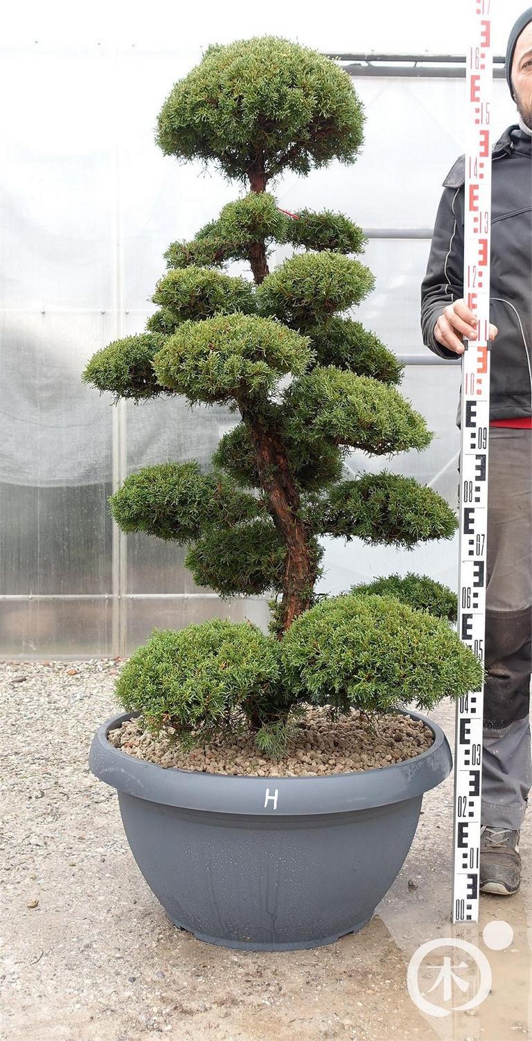 Juniperus chinensis Bonsai