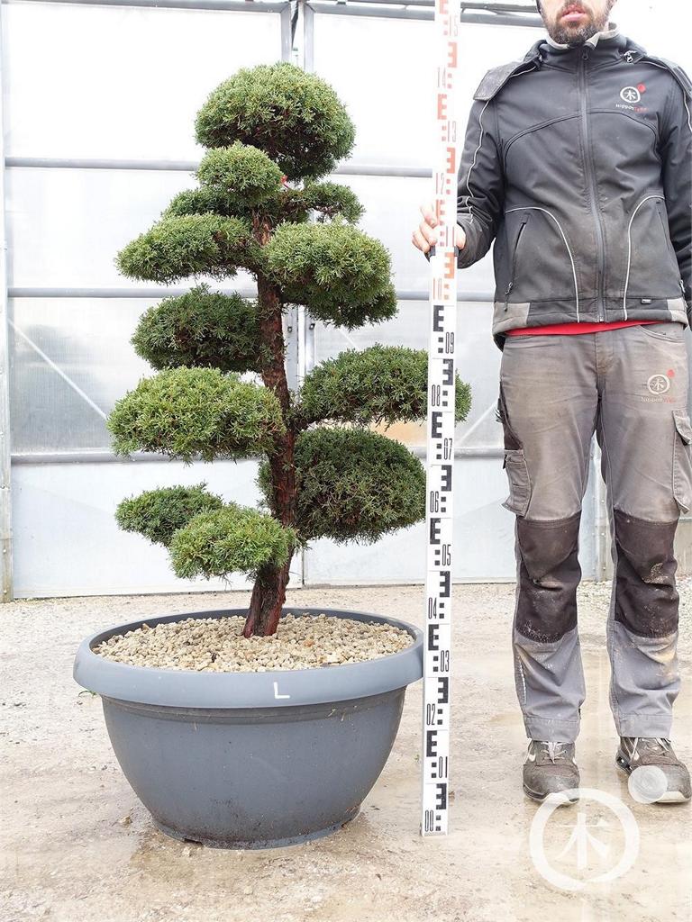Juniperus chinensis Bonsai