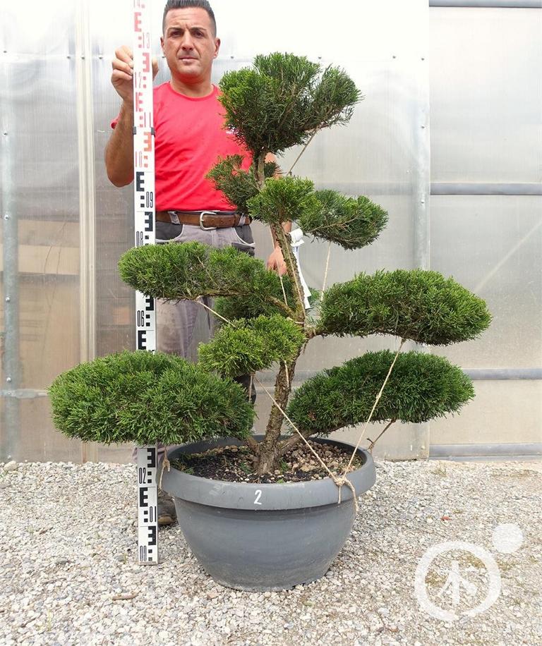 Juniperus chinensis Bonsai