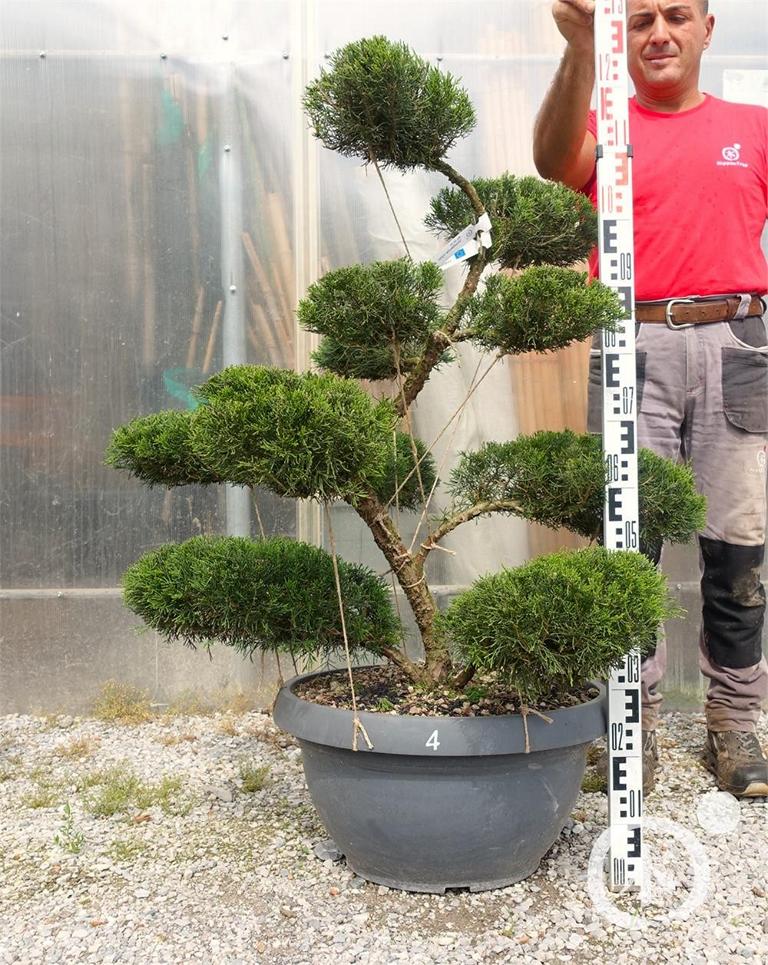 Juniperus chinensis Bonsai