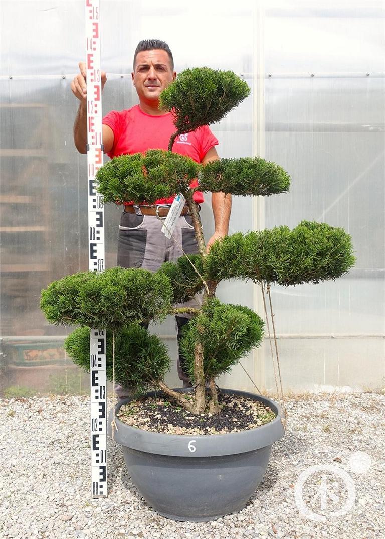 Juniperus chinensis Bonsai