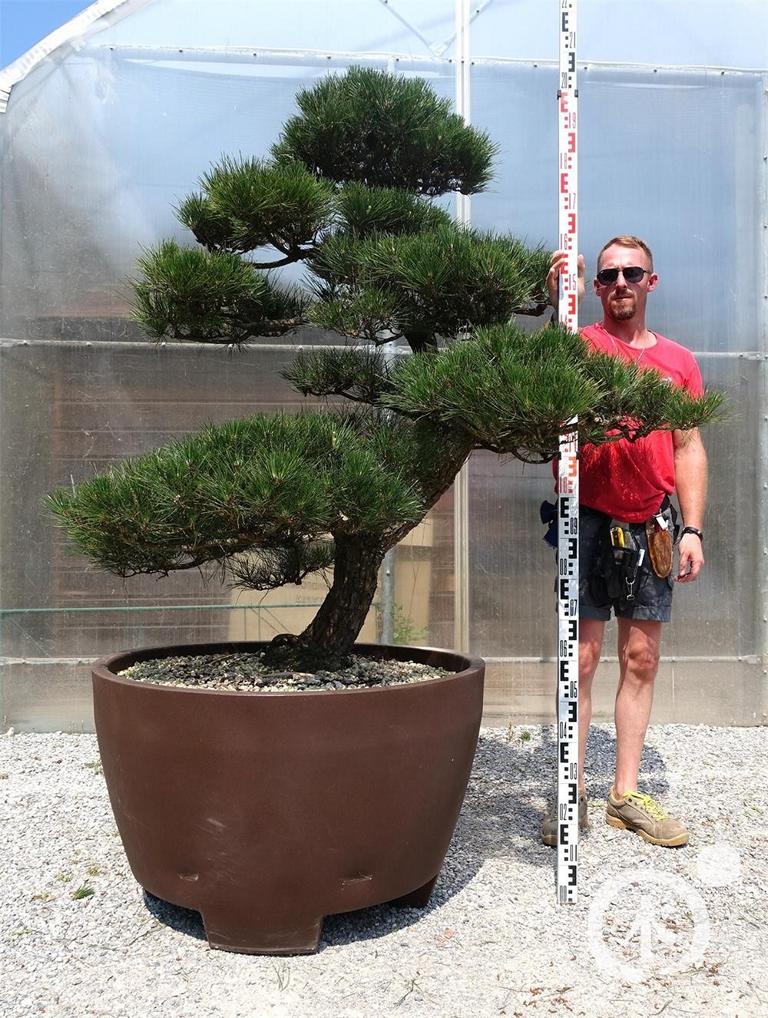 Pinus thunbergii Bonsai