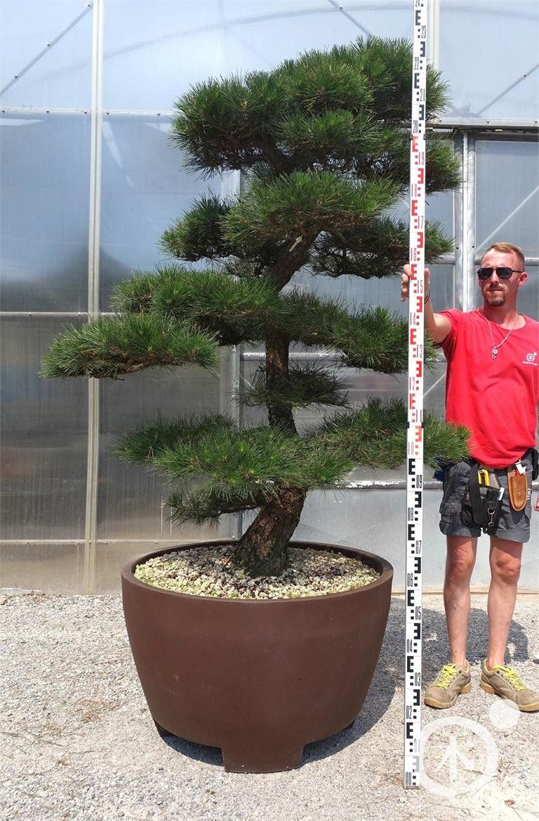 Pinus thunbergii Bonsai