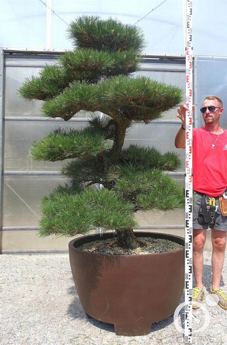 Pinus thunbergii Bonsai