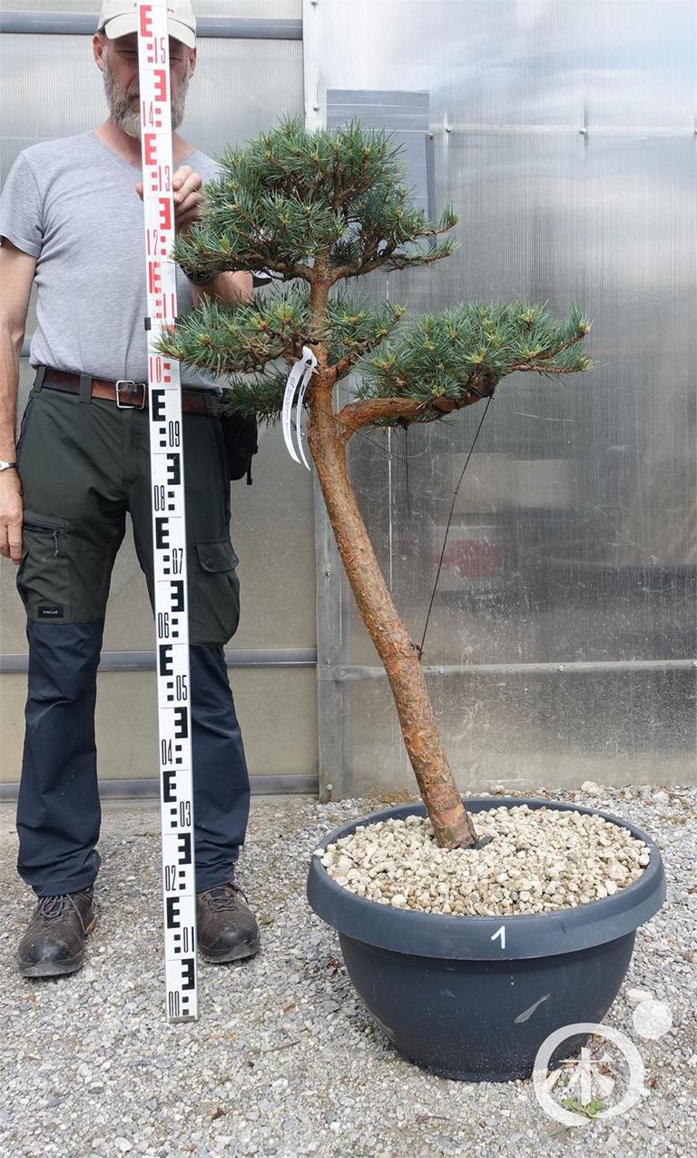 Pinus sylvestris Bonsaiform