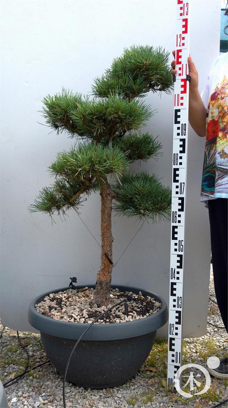 Pinus sylvestris Bonsaiform