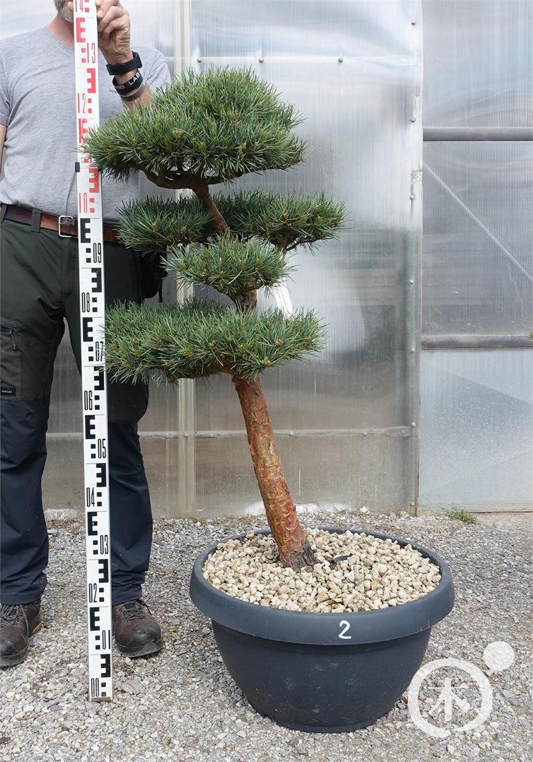 Pinus sylvestris Bonsaiform