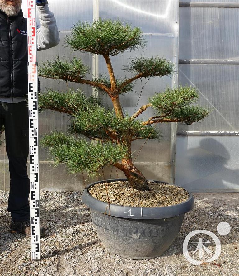 Pinus sylvestris Bonsaiform