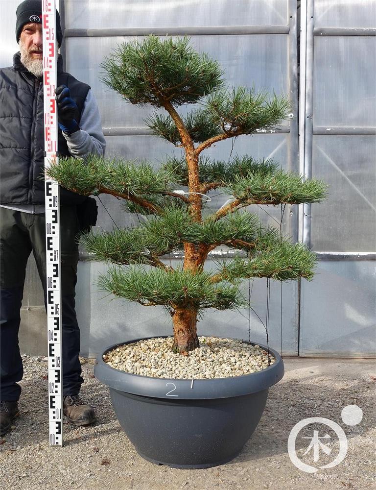Pinus sylvestris Bonsaiform