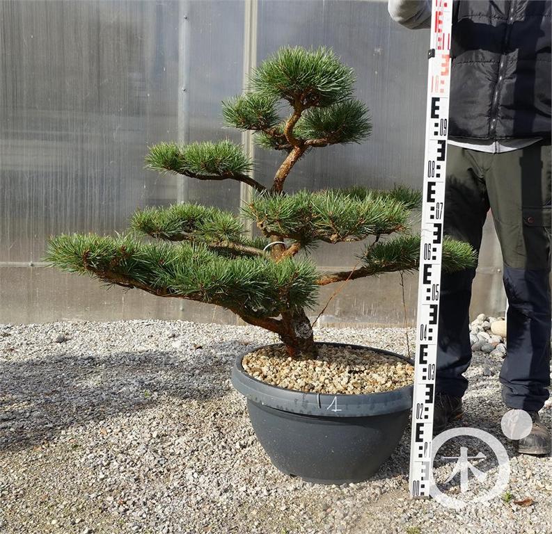 Pinus sylvestris Bonsaiform