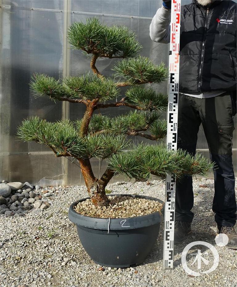 Pinus sylvestris Bonsaiform