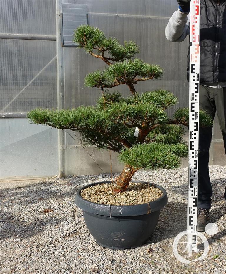 Pinus sylvestris Bonsaiform