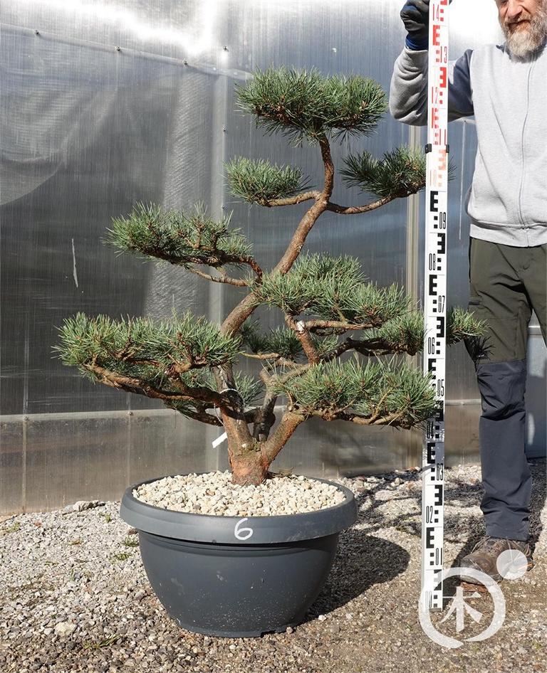 Pinus sylvestris Bonsaiform